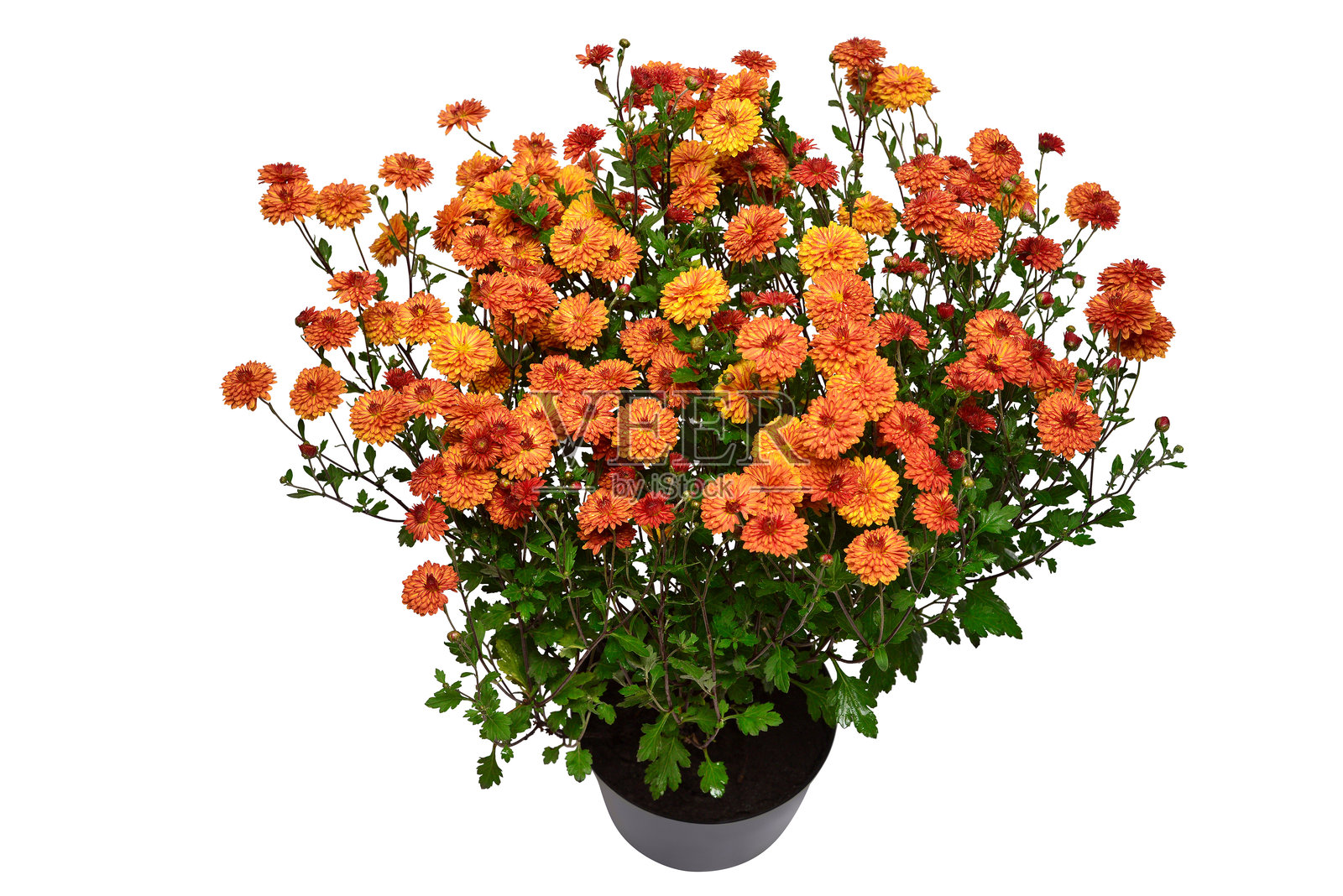 菊花橙色秋季盆栽，孤立在白色背景上。球状品种。黄色。俯视，平面图。照片摄影图片