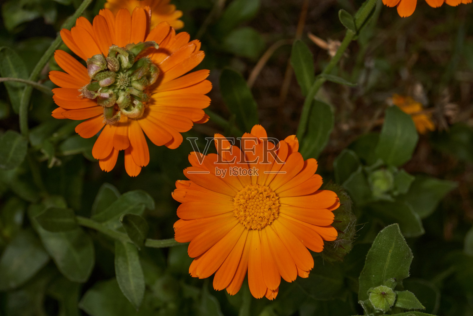 花园的草坪上盛开着金盏花。照片摄影图片