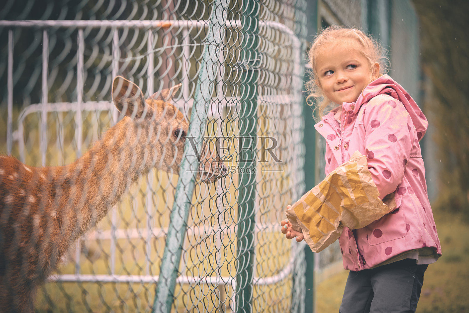 一个四岁的小女孩在自家花园里喂养家养的母鹿照片摄影图片