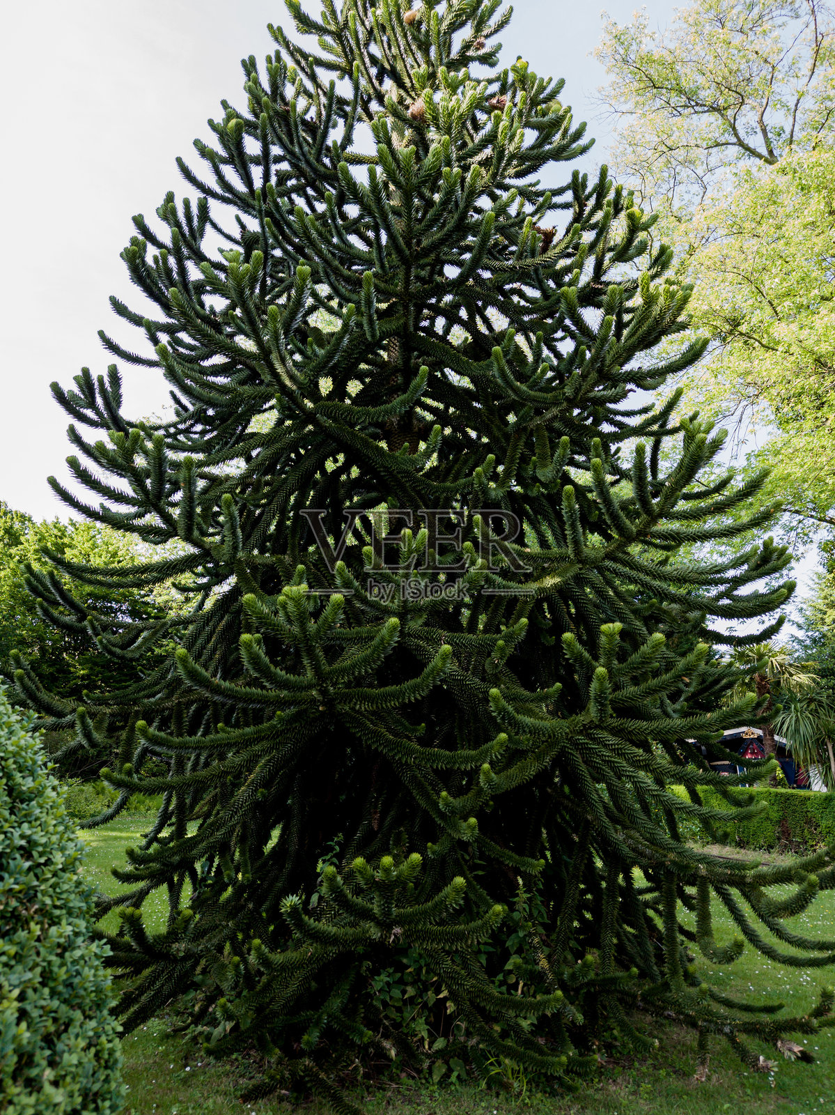 南洋杉照片摄影图片