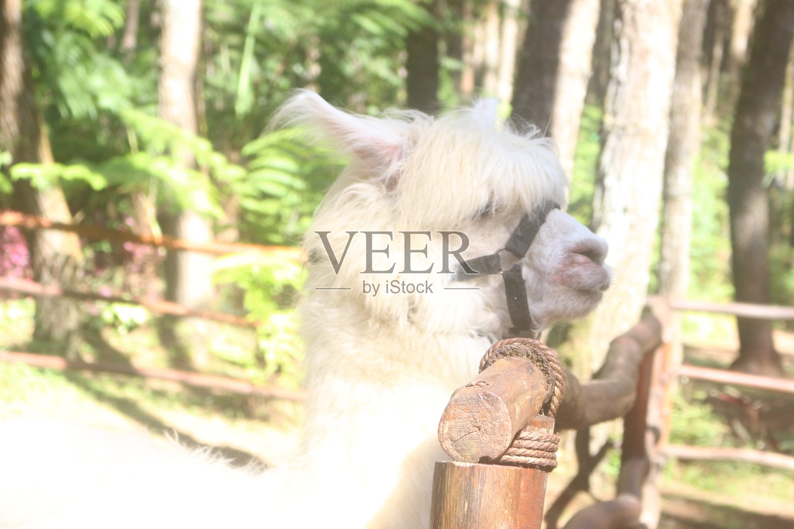 宁静的羊驼在郁郁葱葱的森林保护区内照片摄影图片