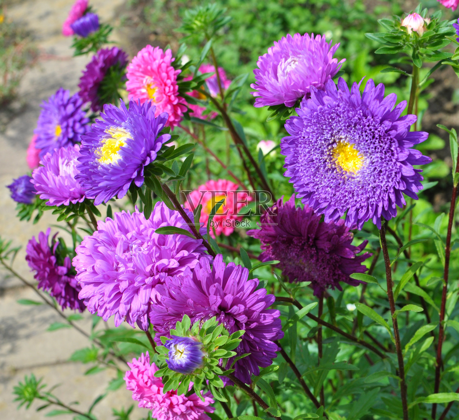 花园紫菀在花坛中生长照片摄影图片