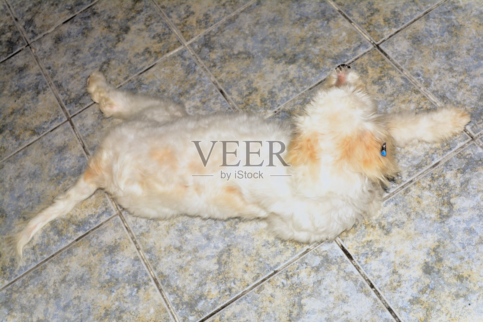 一只漂亮的混种狗躺在冰冷的地面上。照片摄影图片