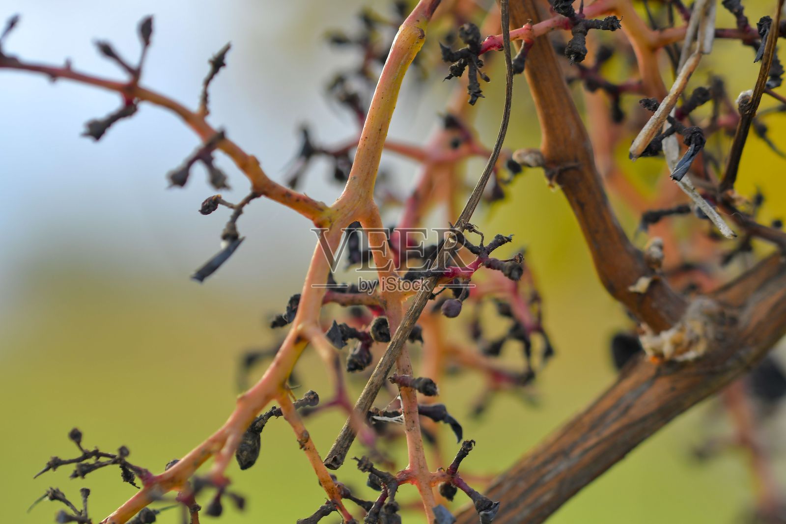 一群椋鸟袭击后葡萄园被毁的景象。一串葡萄在椋鸟群的冲击下被摧毁。农业、葡萄酒生产以及椋鸟造成的损害的概念。宏观图像，特写。照片摄影图片