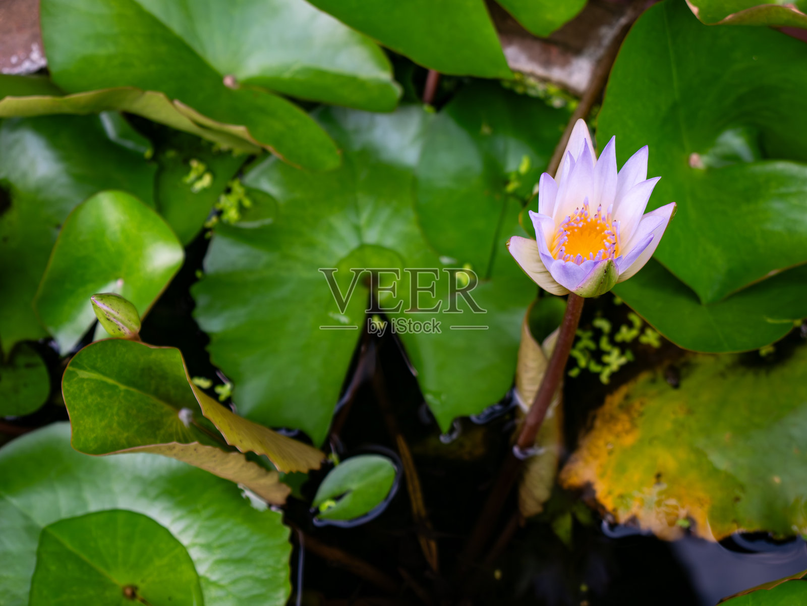 池塘中盛开的美丽紫色莲花，中心为黄色，背景为绿色荷叶照片摄影图片