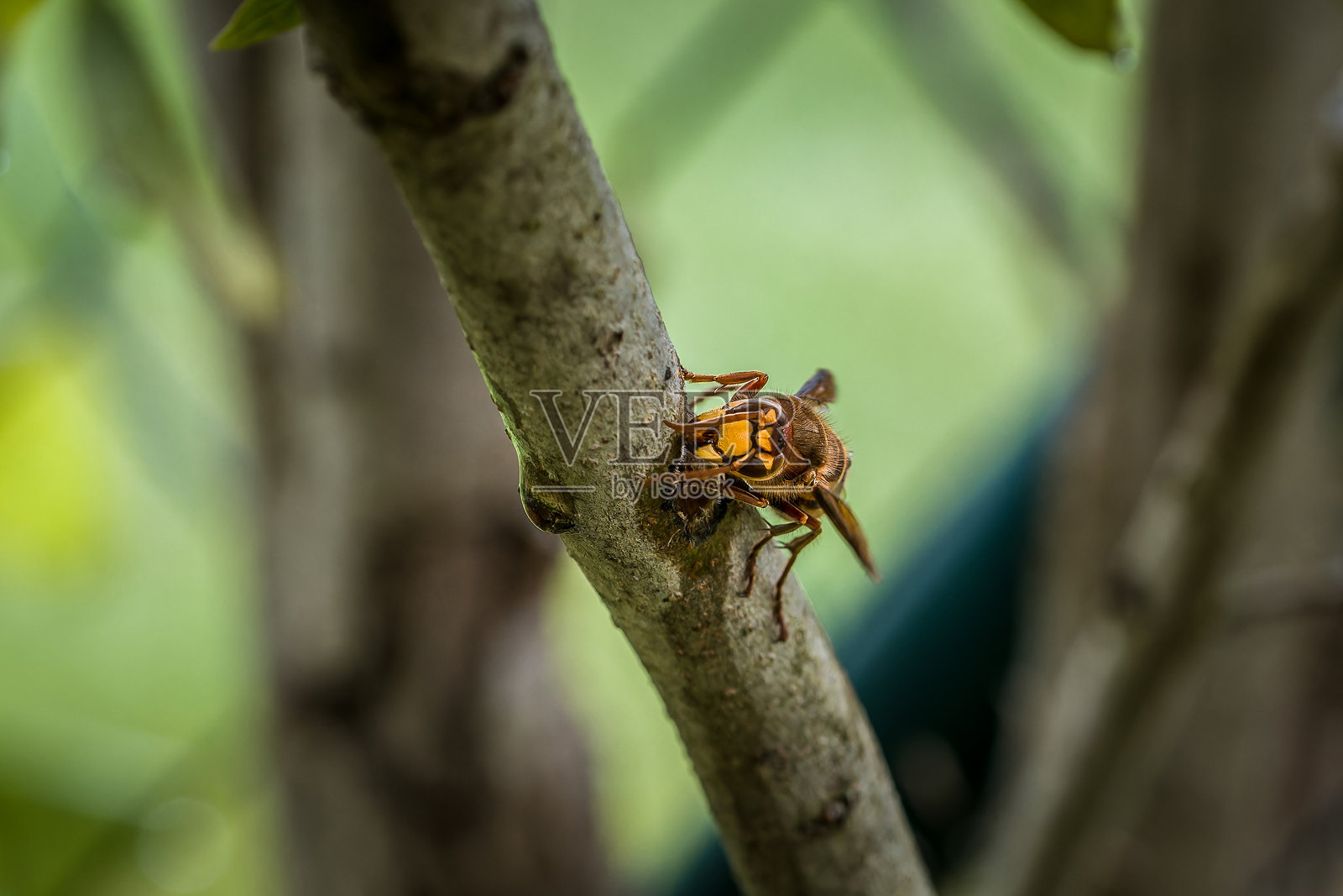 一只黄蜂正在啃食丁香树枝的树皮，地点在德国。照片摄影图片