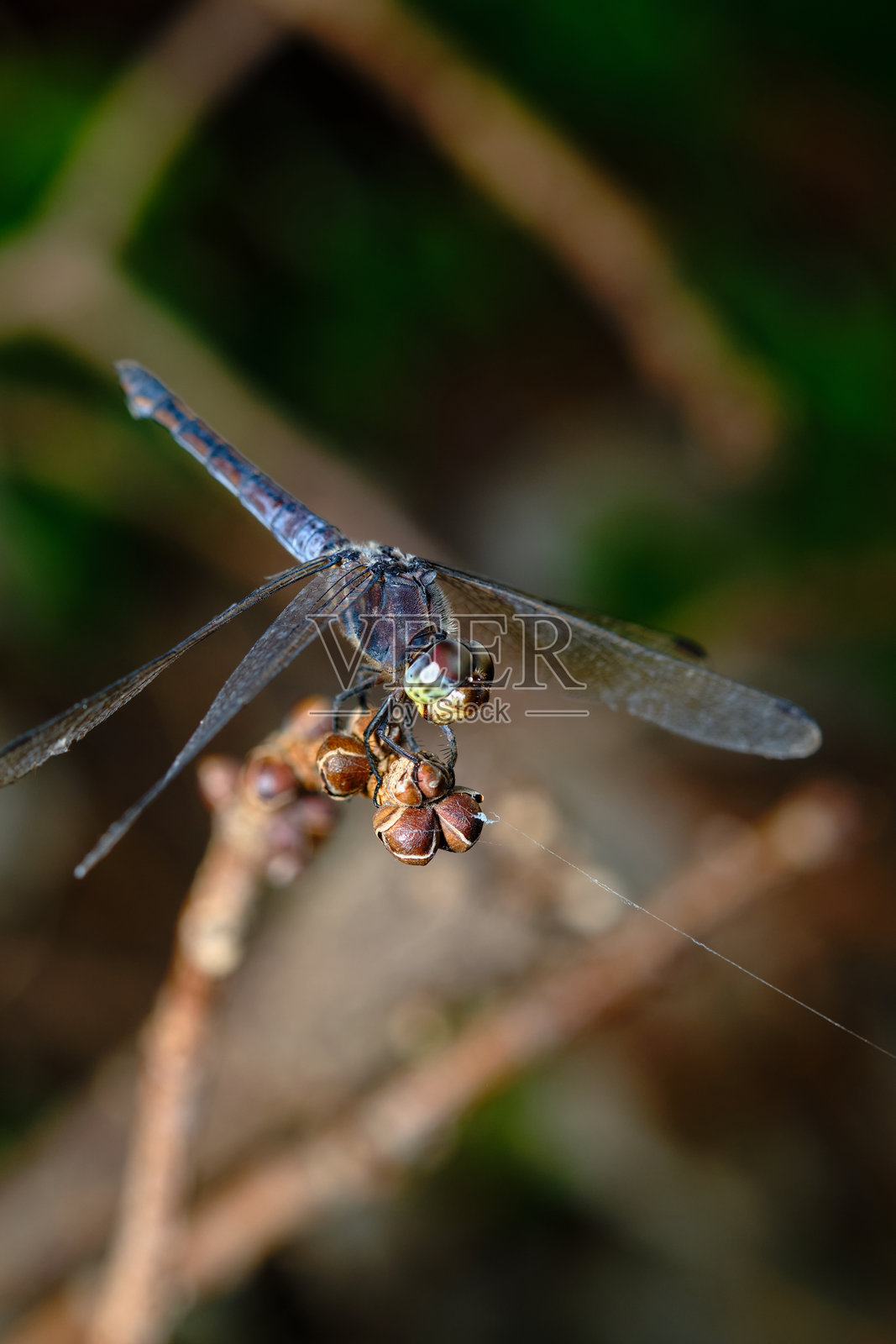 蜻蜓头部和复眼的极端微距特写照片摄影图片