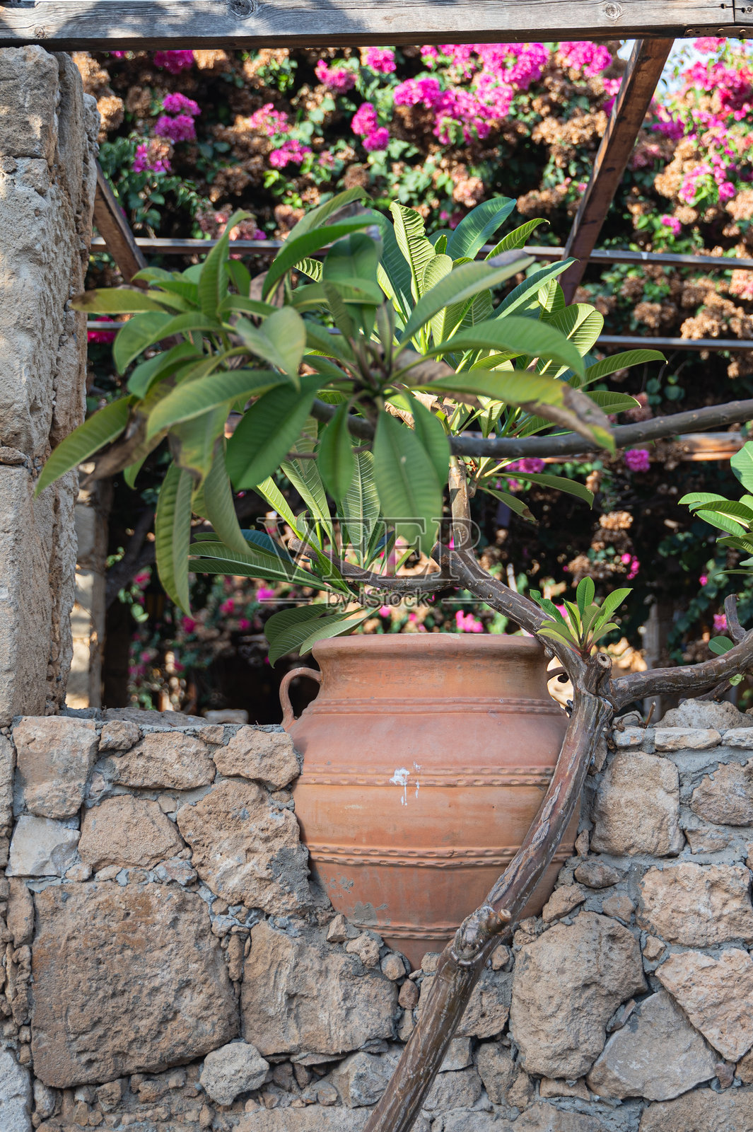 一盆美丽的陶土花盆，里面种着植物，背景是色彩缤纷的花朵展示。照片摄影图片