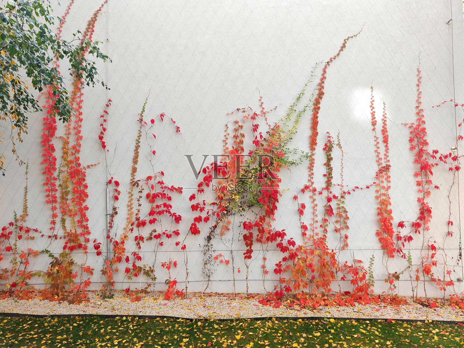 用于野生藤蔓植物生长的墙面网格照片摄影图片