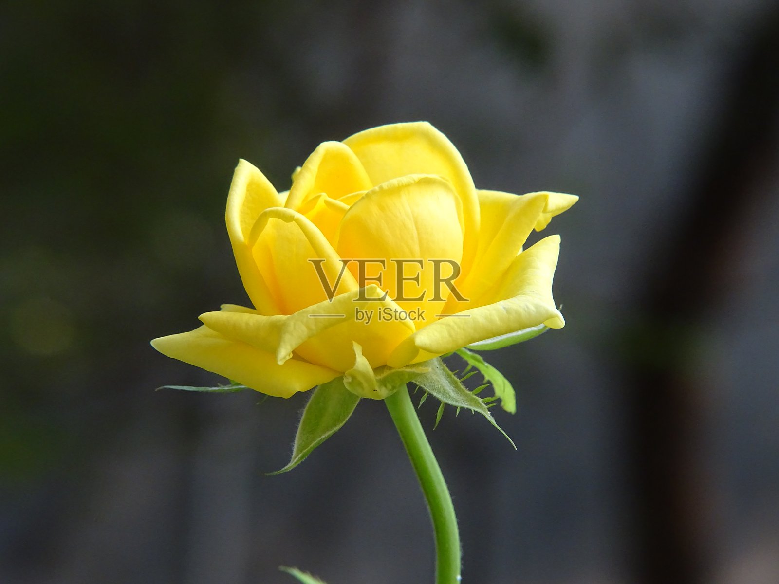 新生活照片摄影图片