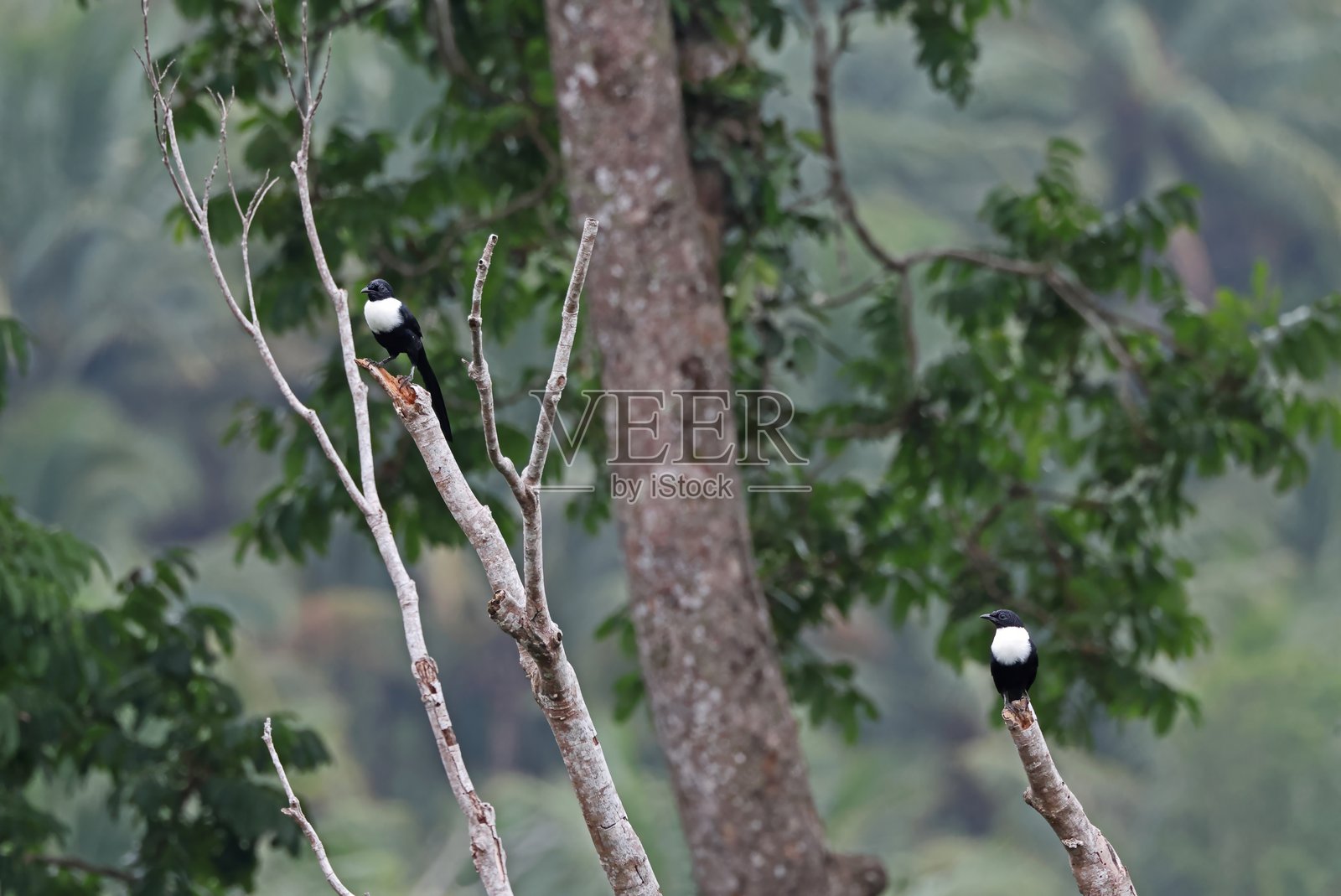 白颈鹩照片摄影图片