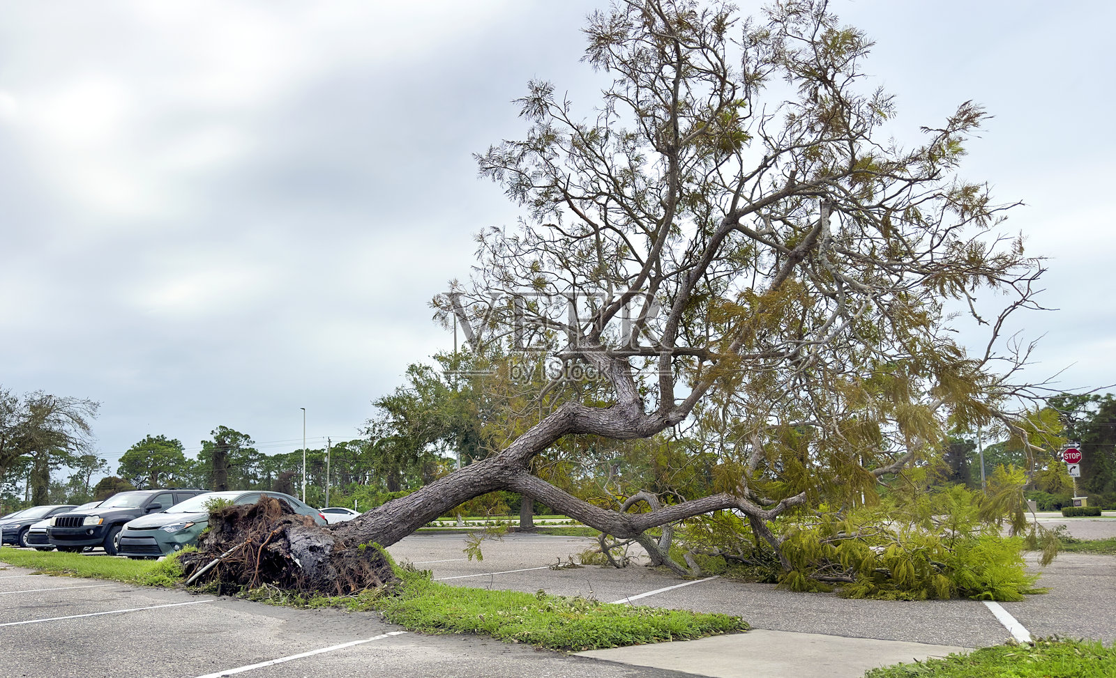 热带风暴后停车场内被连根拔起的大树照片摄影图片