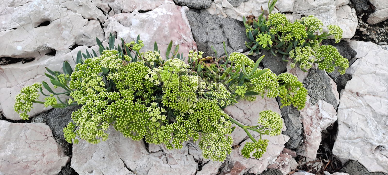 欧洲，克罗地亚，诺维·维诺多尔斯基，亚得里亚海，岩石海滩，岩石上生长的绿色植物，特写照片摄影图片