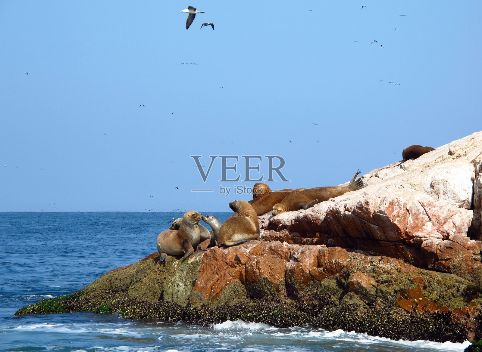 秘鲁帕拉卡斯太平洋岩石上的海豹照片摄影图片