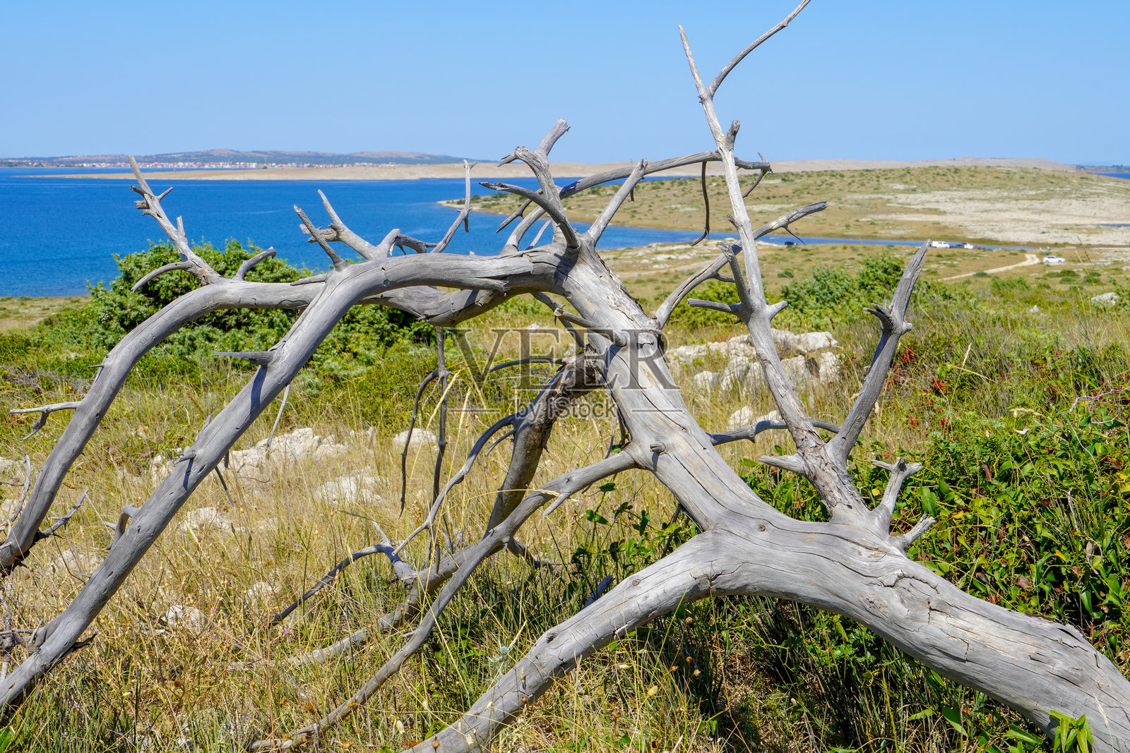 夏日乡村里一棵倒下的枯树照片摄影图片