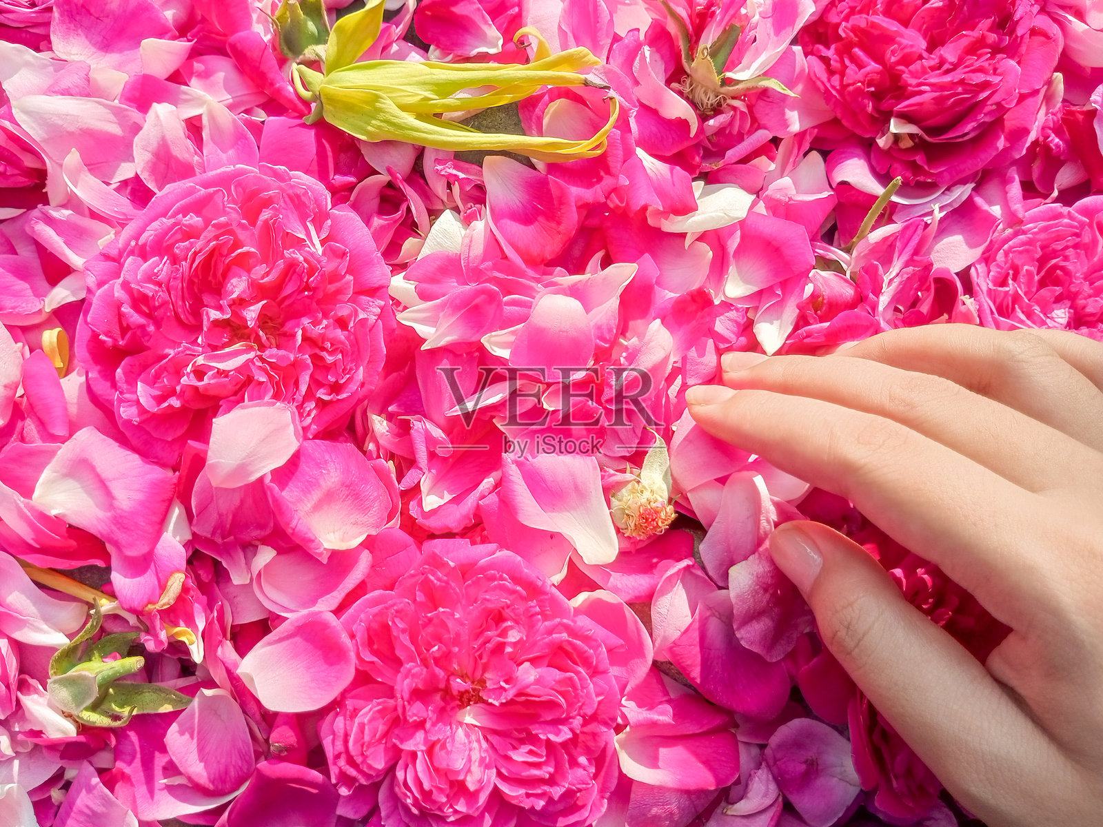 诱人的玫瑰花瓣特写照片摄影图片