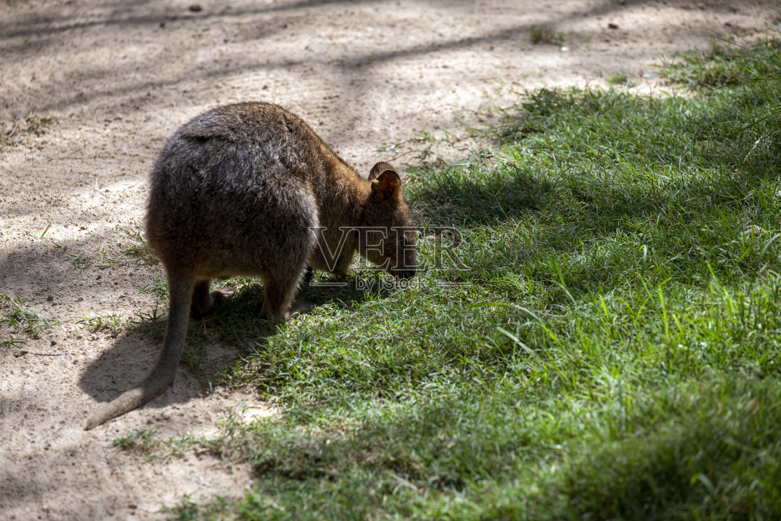 短尾矮袋鼠 (Setonix brachyuru)照片摄影图片