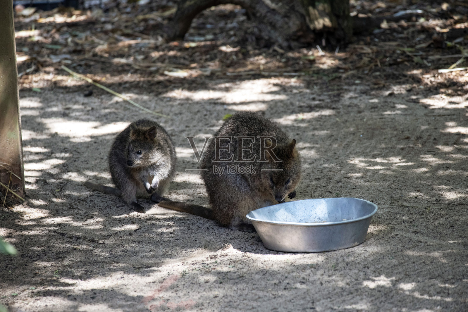 短尾矮袋鼠（Setonix brachyurus）照片摄影图片