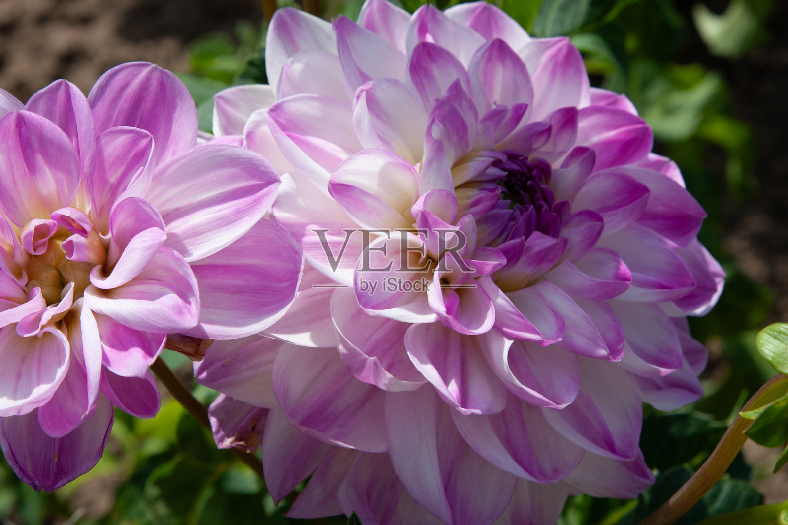 紫色花朵背景。夏日花园中，一朵美丽的紫色白色大丽花置身于自然背景下。这朵优雅的大型花朵看起来像一个精致的紫色球体。照片摄影图片