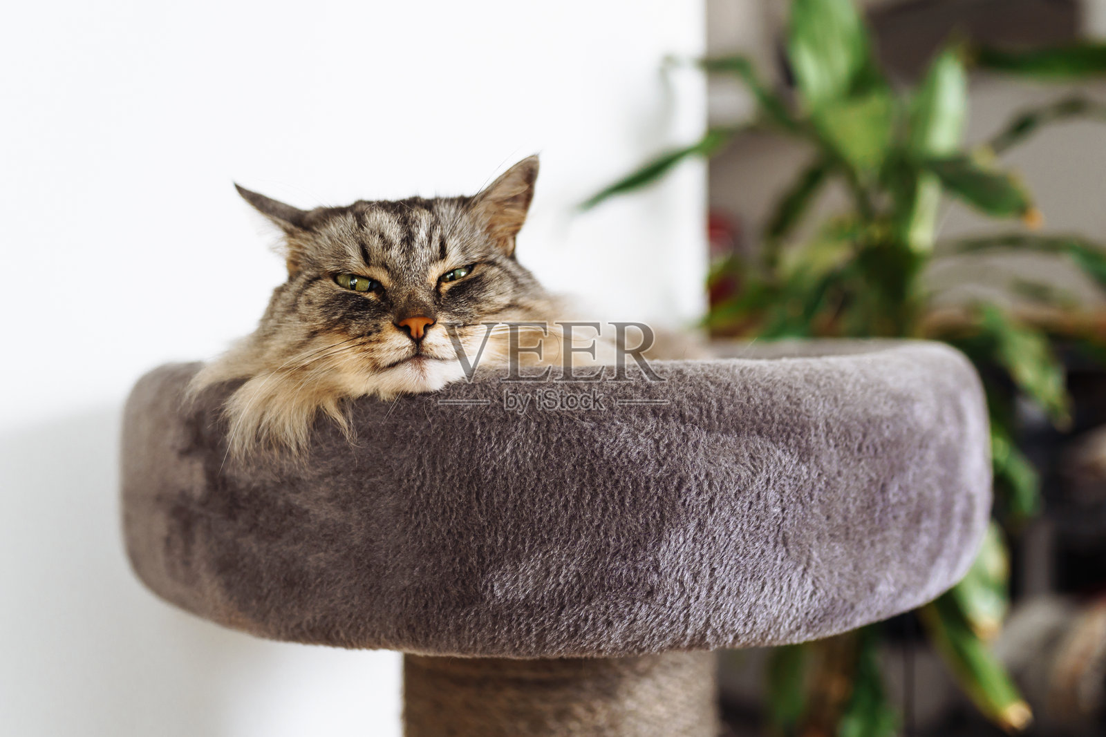 家猫在猫爬架的抓板上睡觉照片摄影图片