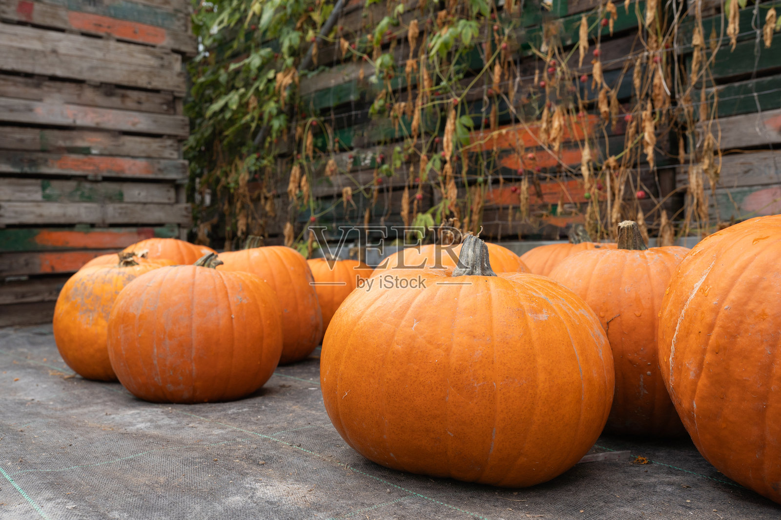 色彩鲜艳的橙色南瓜摆放在质朴的木质表面上照片摄影图片