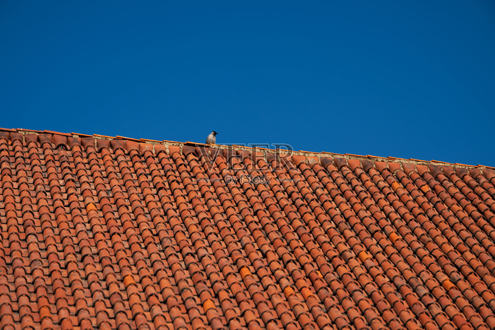 一只乌鸦栖息在红瓦屋顶上，天空湛蓝无云。照片摄影图片