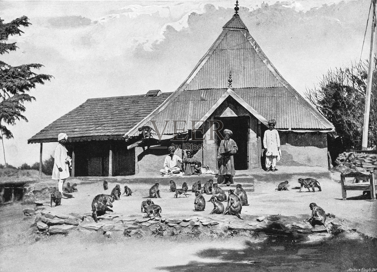 喂猴子，贾科，西姆拉插画图片素材