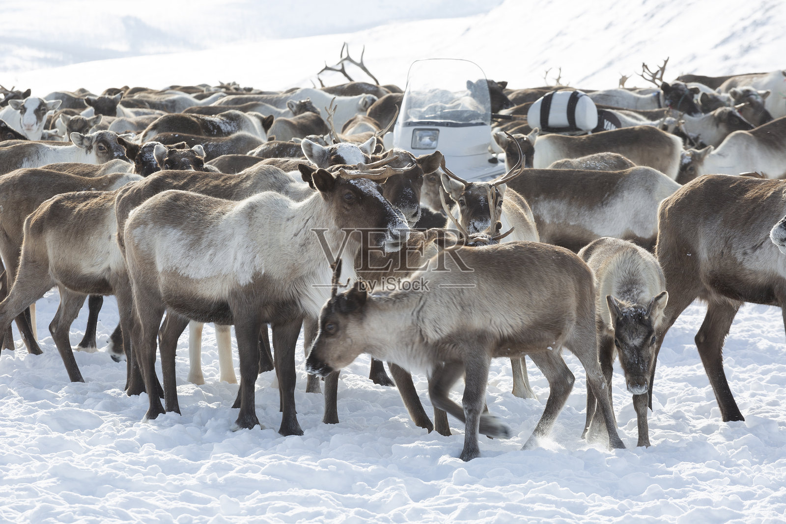 俄罗斯亚马尔冬季的大型驯鹿群照片摄影图片