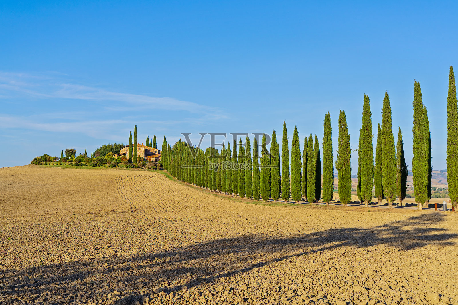 金色的托斯卡纳田野和连绵起伏的山丘上，一排丝柏树照片摄影图片