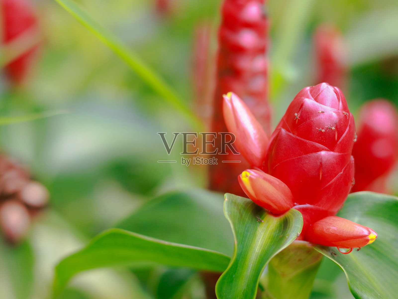 近距离拍摄的红球姜观赏植物（Costus woodsonii）照片摄影图片