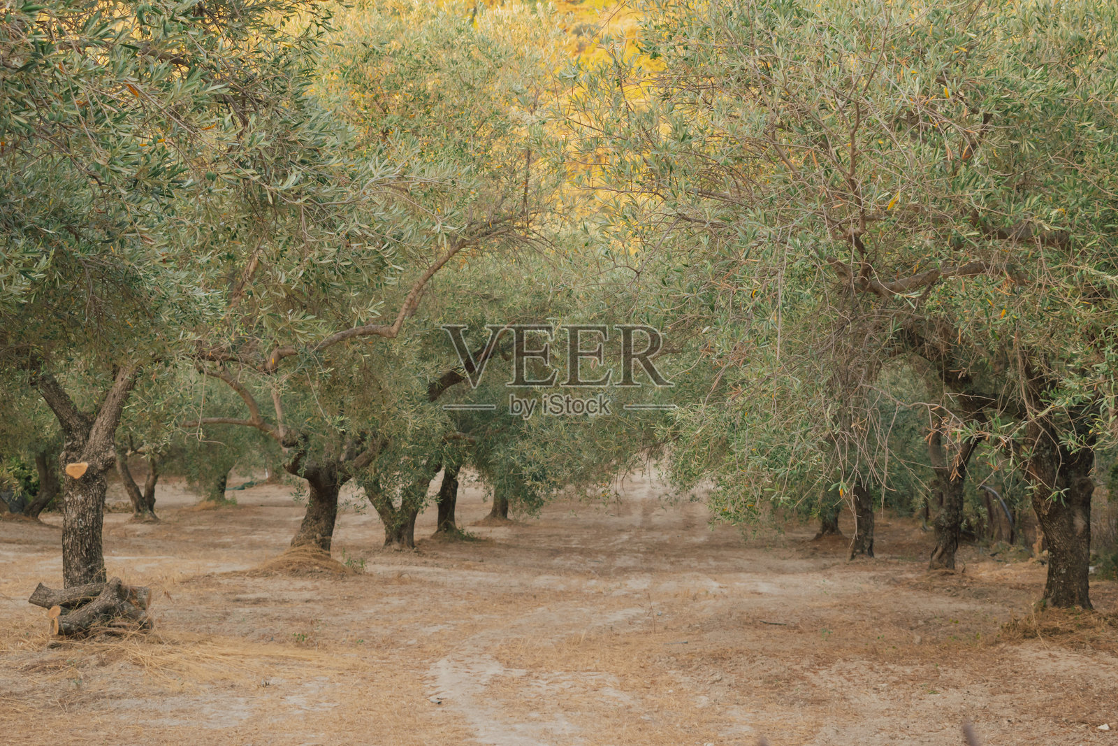 地中海橄榄林的干裂土壤：象征着干旱和水资源短缺照片摄影图片