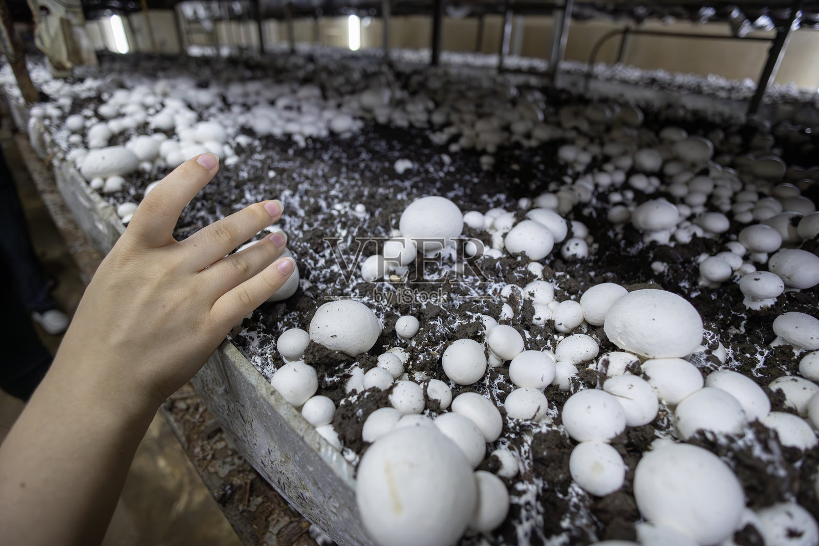 在收获季节，一名工人的手正在商业农场里检查正在生长的新鲜白色口蘑。场景展示了真菌种植和食品生产中涉及的体力劳动和精心照料。照片摄影图片