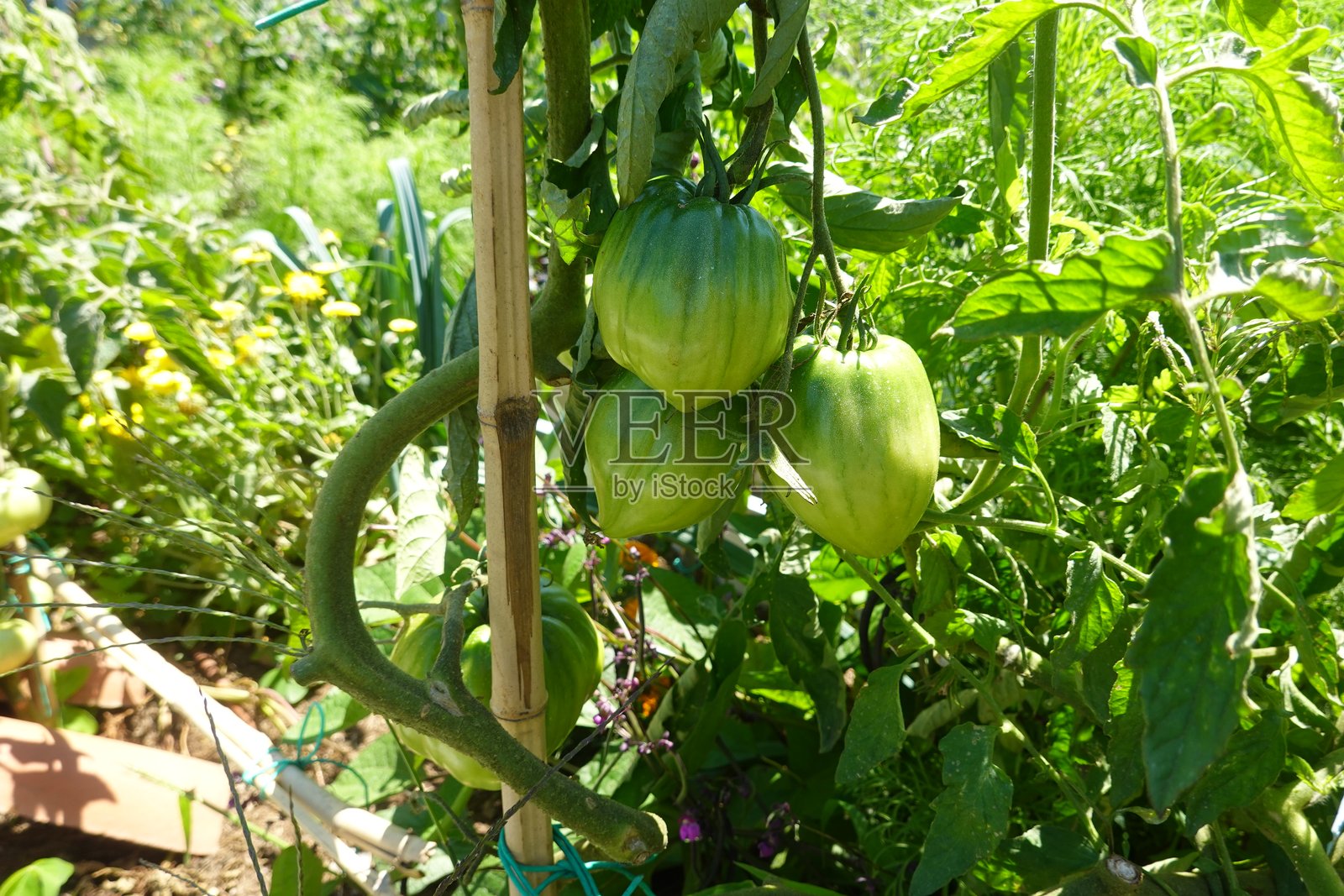 花园里藤蔓上生长的绿色番茄照片摄影图片