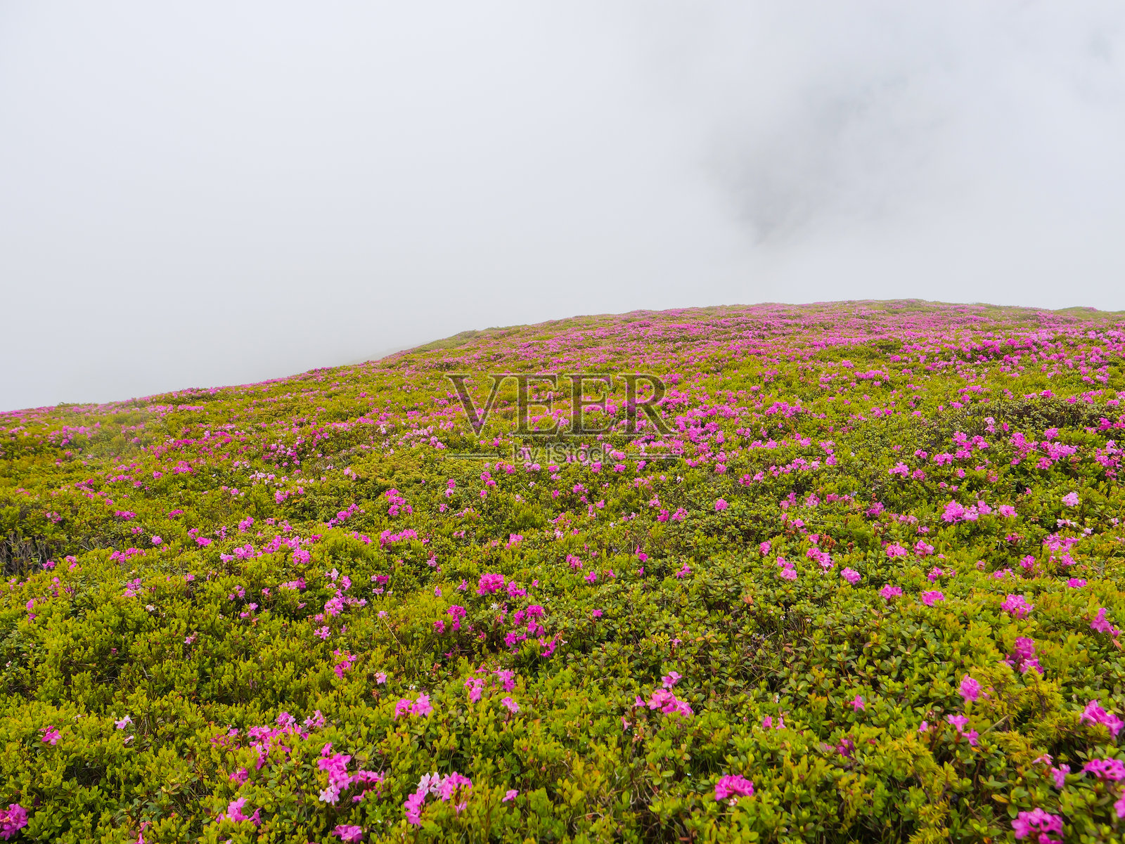 布切吉山顶拍摄的粉红色杜鹃花。照片摄影图片
