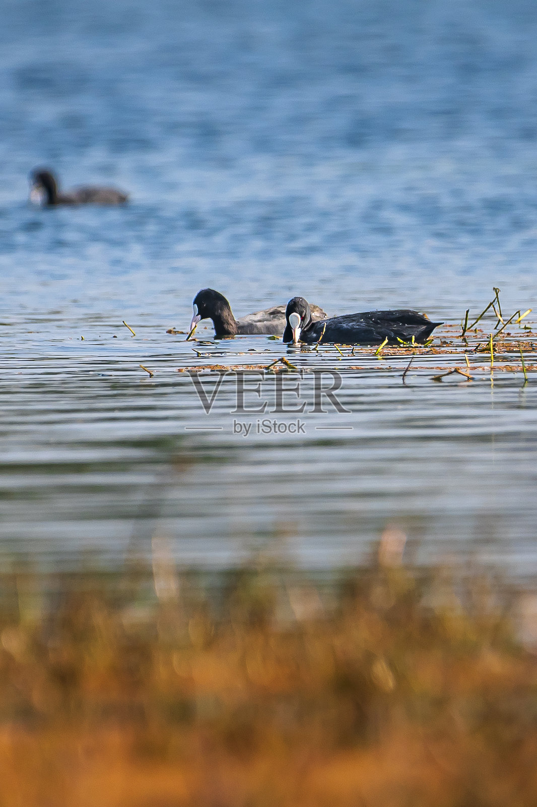 在苏丹普尔国家公园浅水区觅食的一对普通鸊鷉照片摄影图片