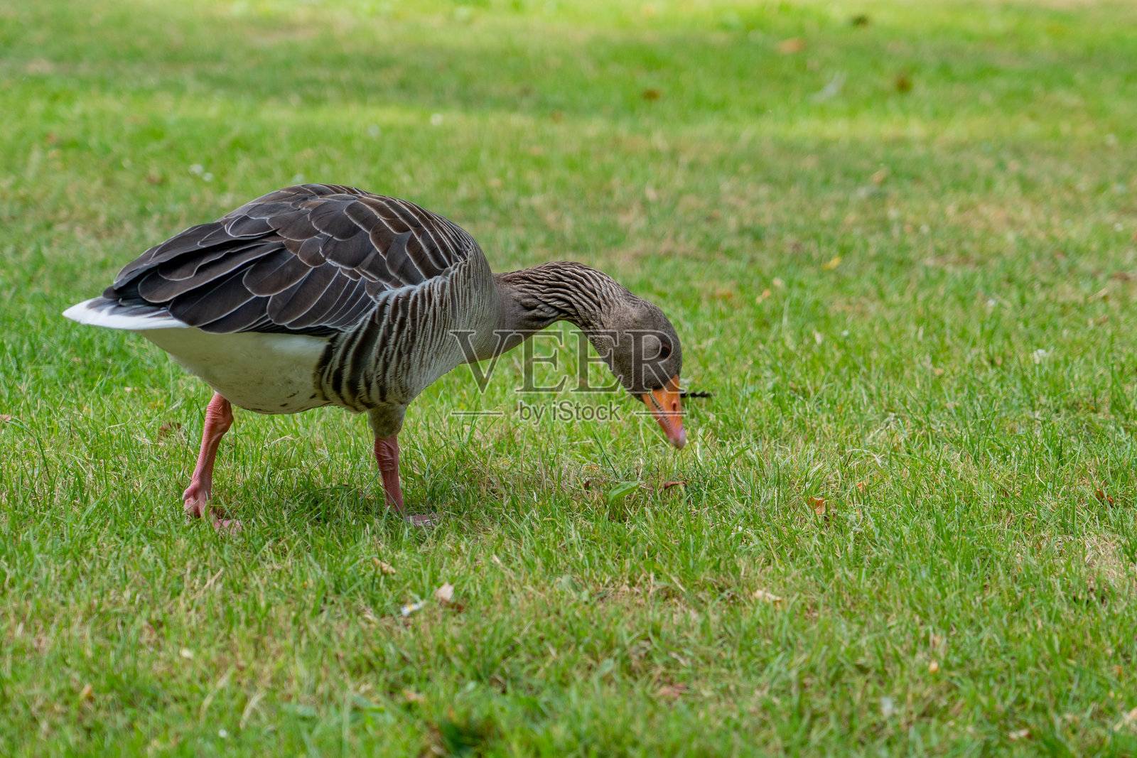 湖畔花园中的野鸭照片摄影图片