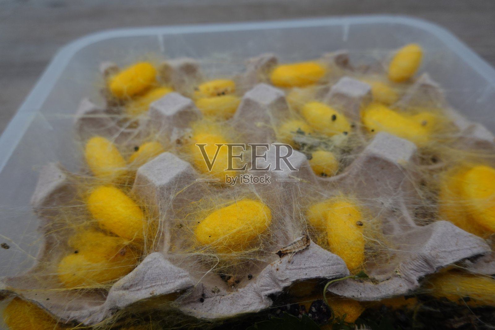 纸板容器中安歇的蚕宝宝的黄色茧照片摄影图片