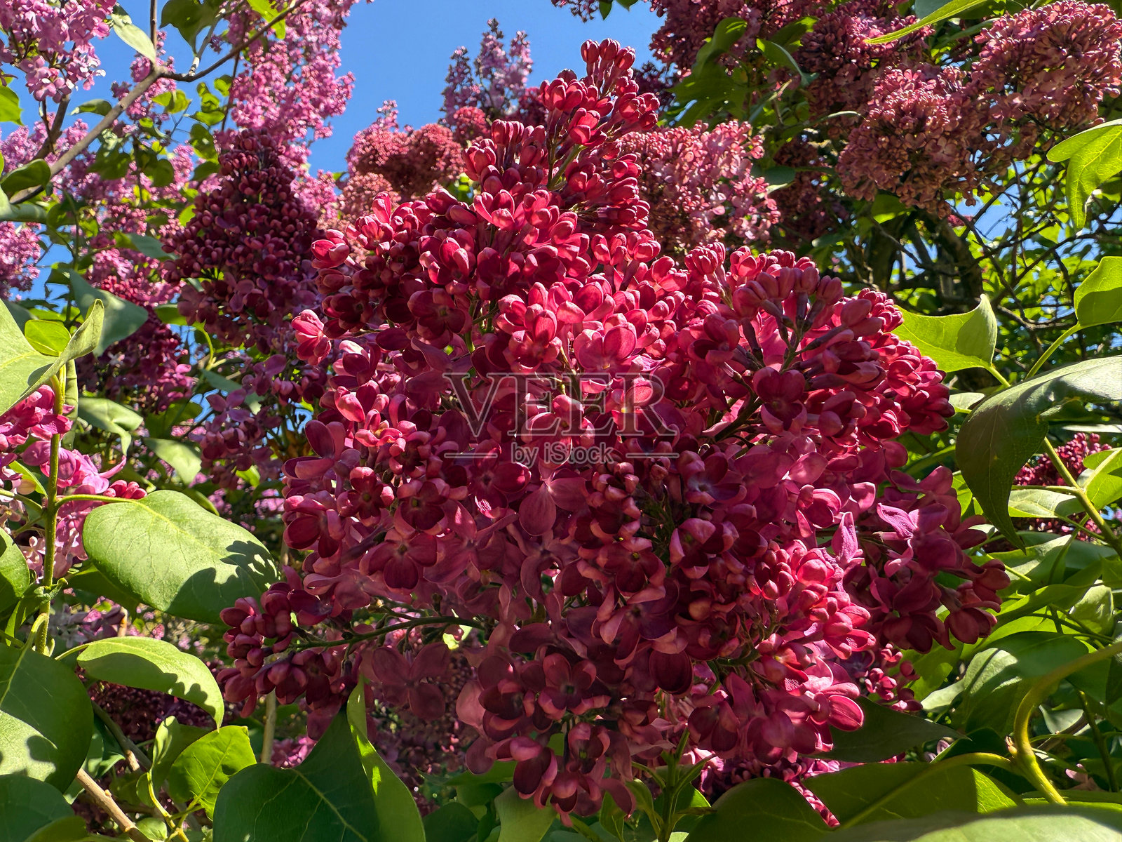春天花园里盛开的红色法式丁香灌木。照片摄影图片