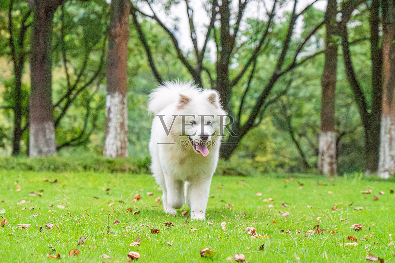 快乐的萨摩耶犬在秋季公园玩耍照片摄影图片