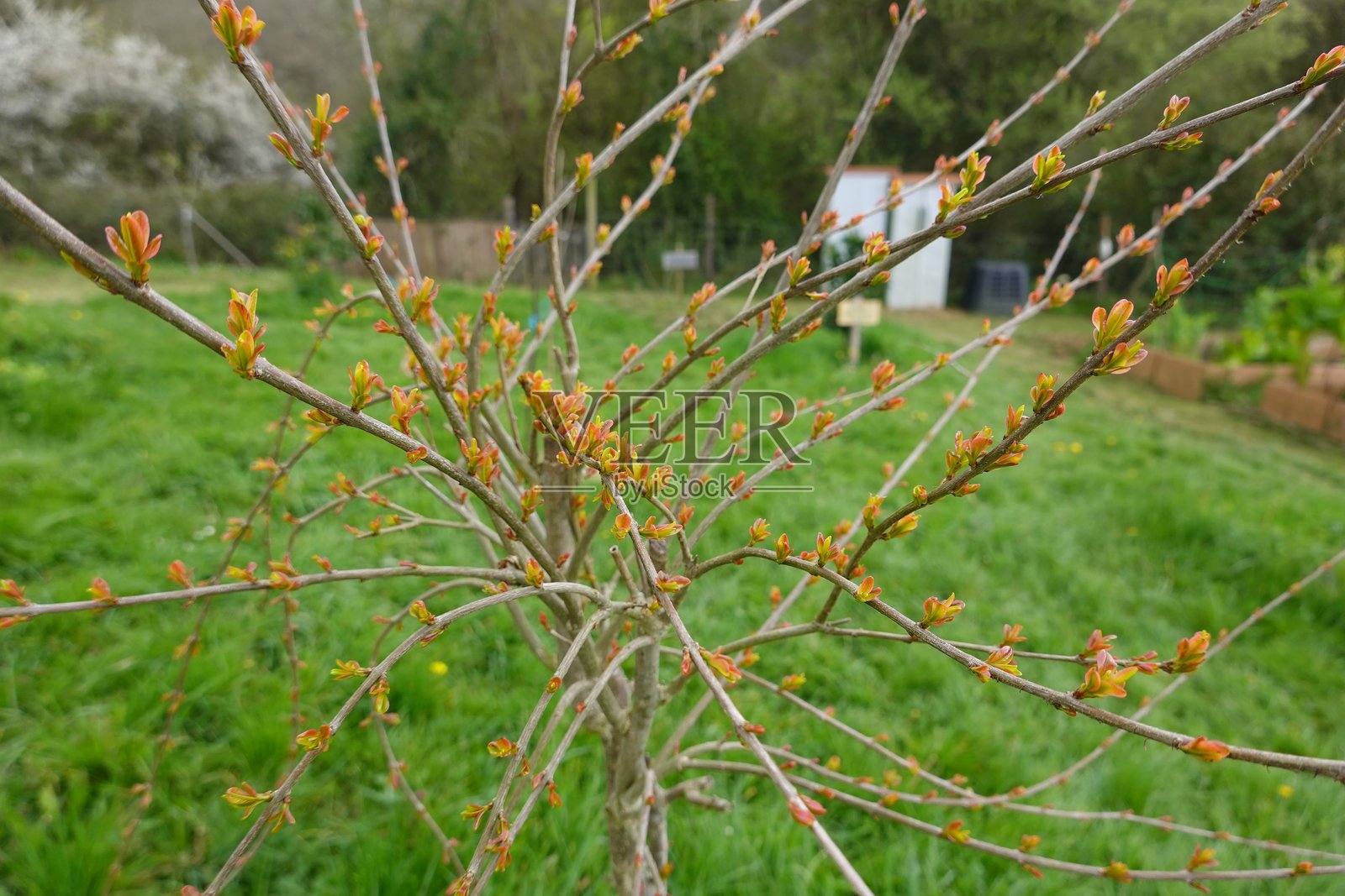 花园里一棵年轻的落叶树正在长出新的春叶照片摄影图片