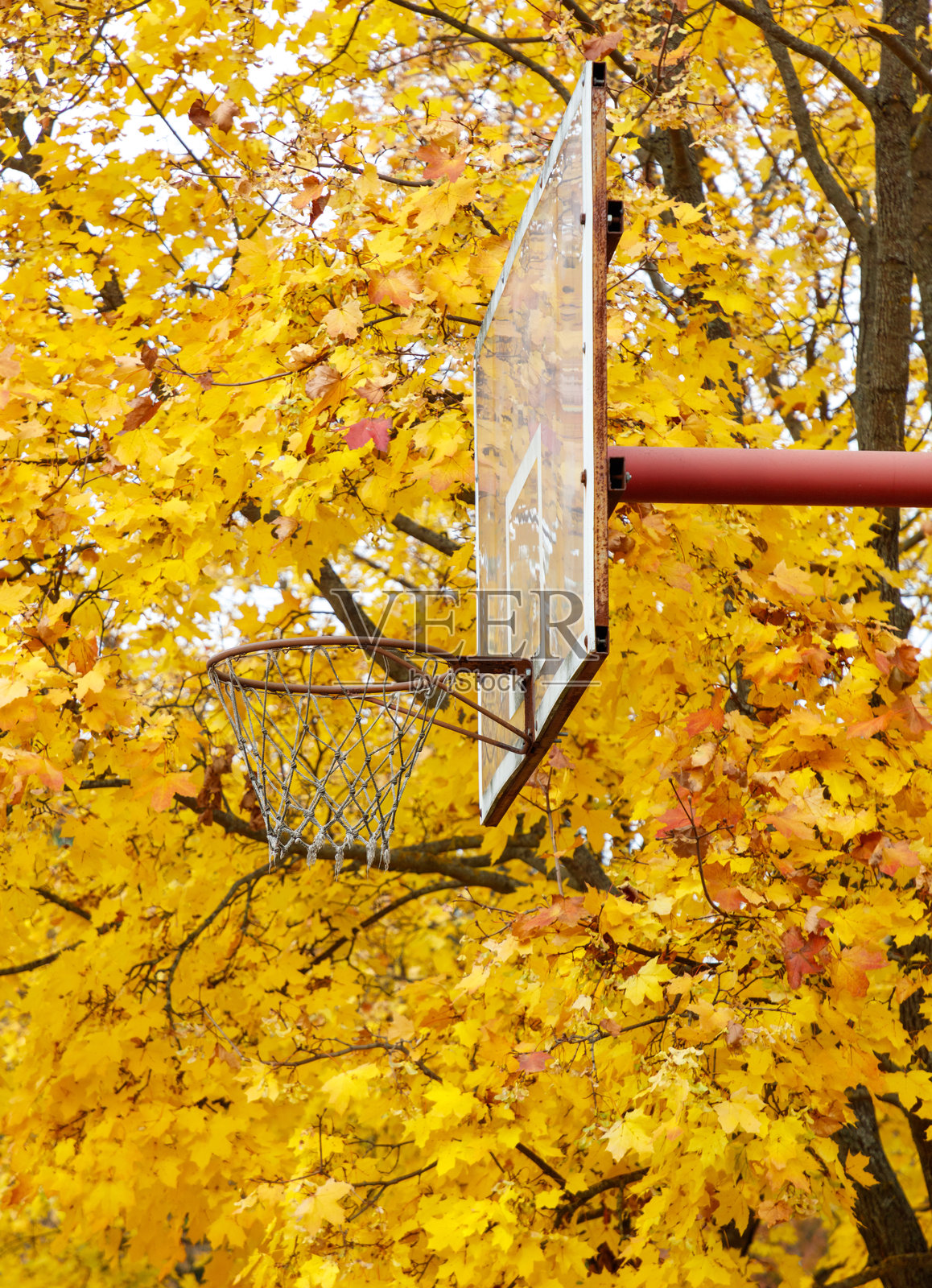 一个挂在树上的带网的篮球架照片摄影图片