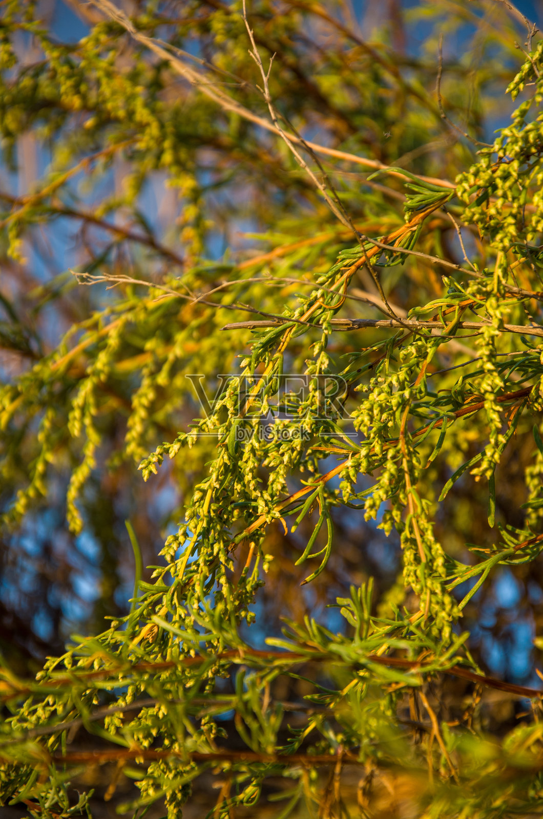 蓝天映衬下，沐浴在金色阳光中的鲜嫩绿芽照片摄影图片