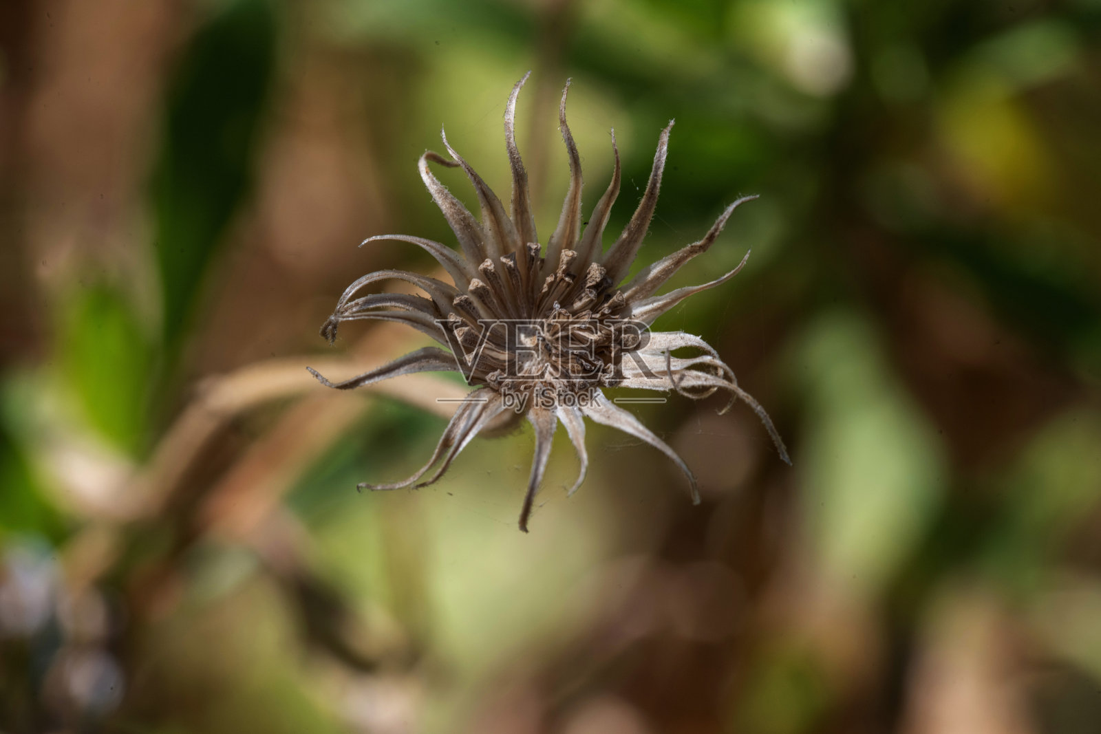 干雏菊头照片摄影图片