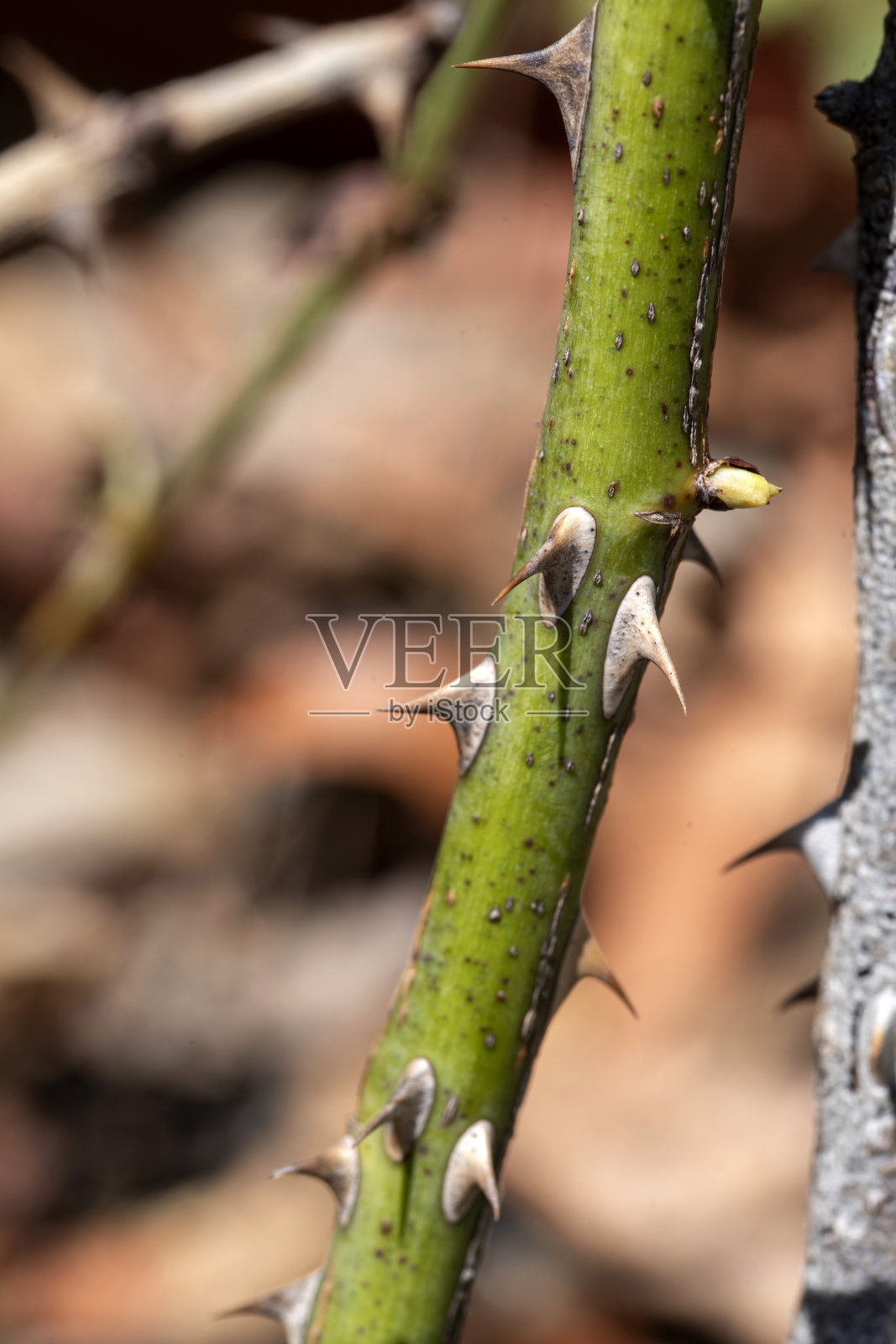 玫瑰刺照片摄影图片