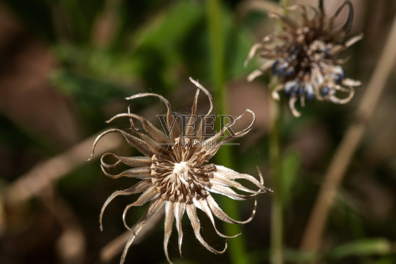 干雏菊头照片摄影图片
