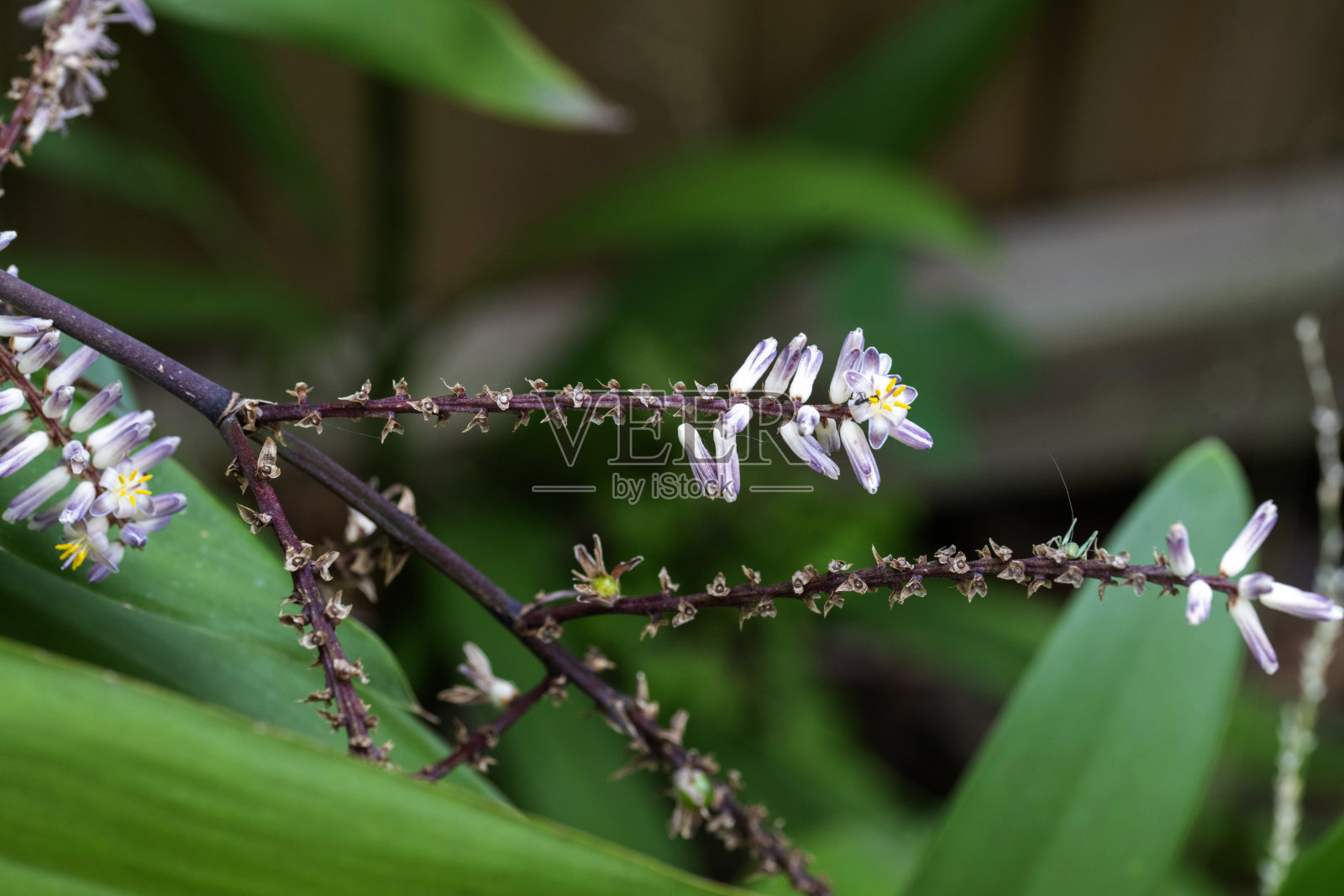 细叶龙血树（Cordyline stricta）照片摄影图片