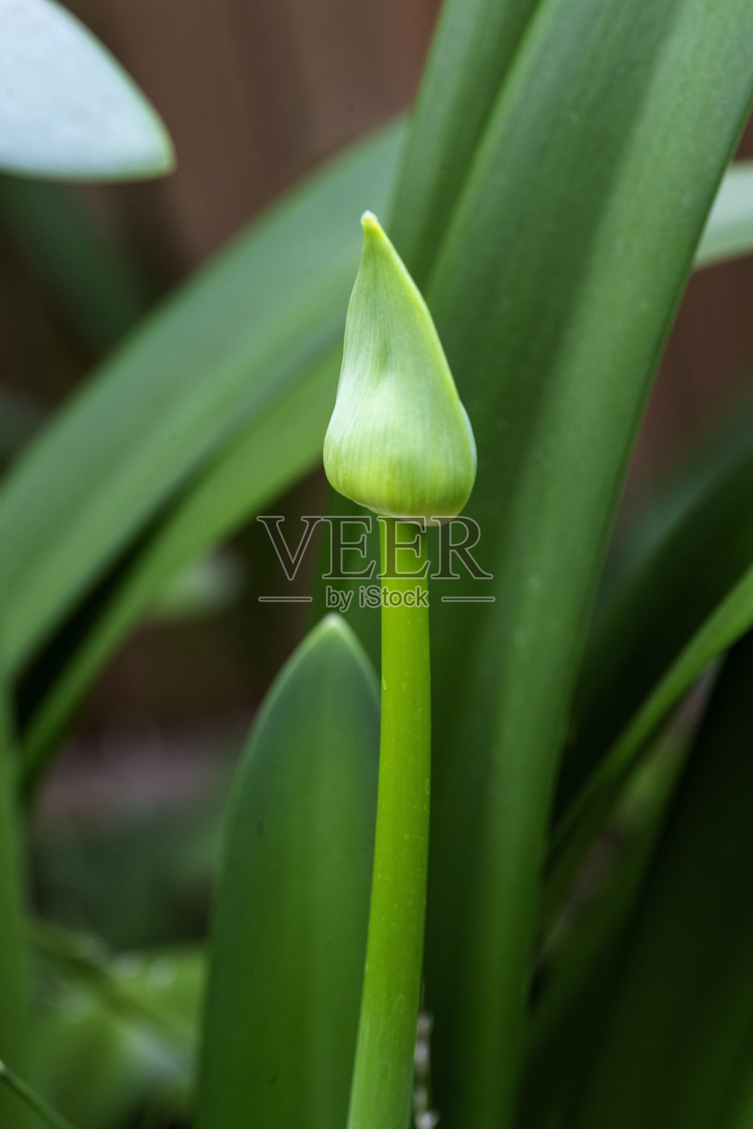 非洲百合花苞照片摄影图片