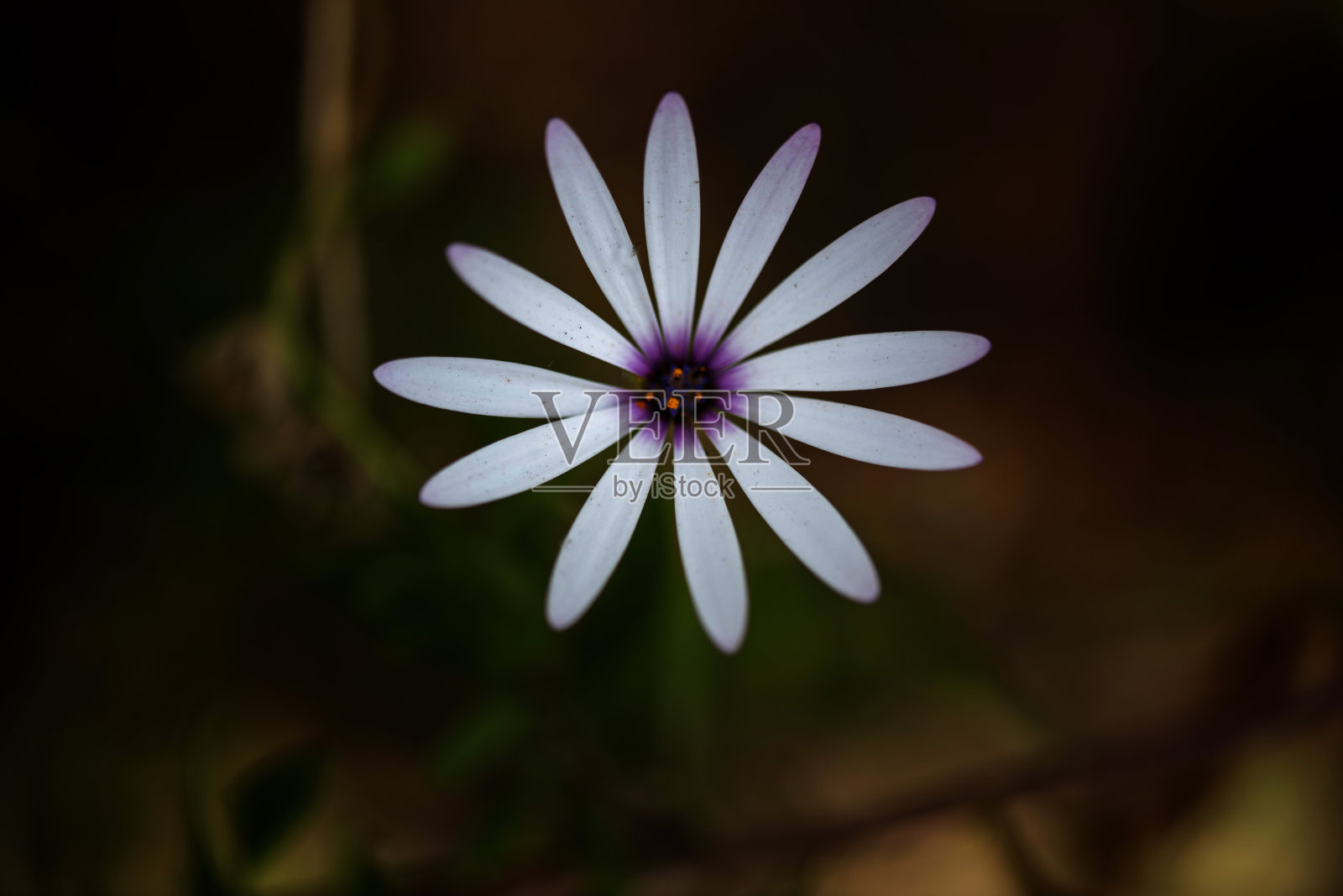 非洲菊 (Osteospermum)照片摄影图片