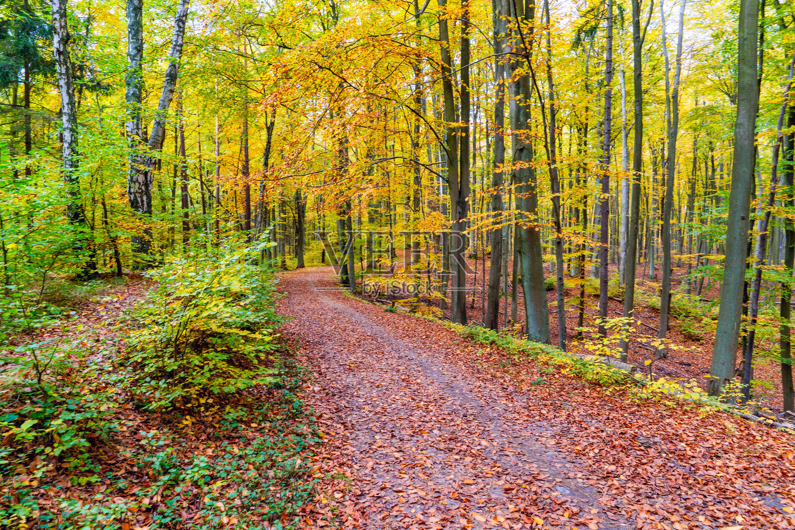 波兰格但斯克特罗伊米伊国家公园内，秋初时节，被绿黄相间叶子环绕的弯曲森林小径照片摄影图片