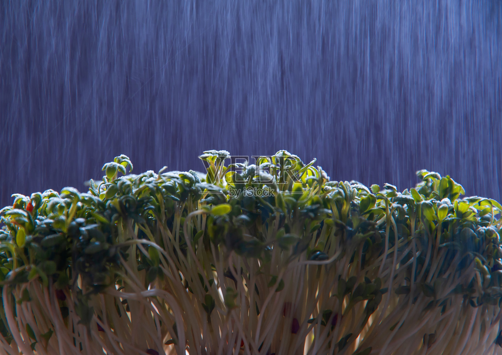 雨中的苜蓿芽照片摄影图片